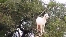 Amazing Goats standing on the Trees
