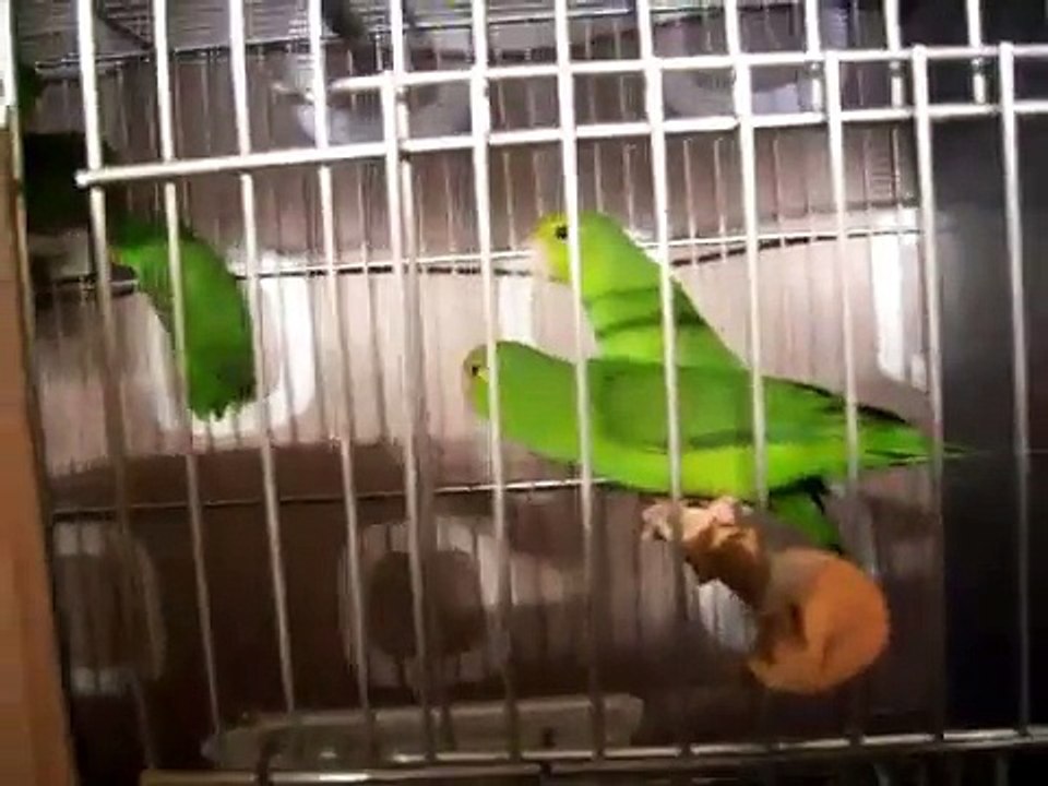 forpus passerinus  viridissimus.wmv