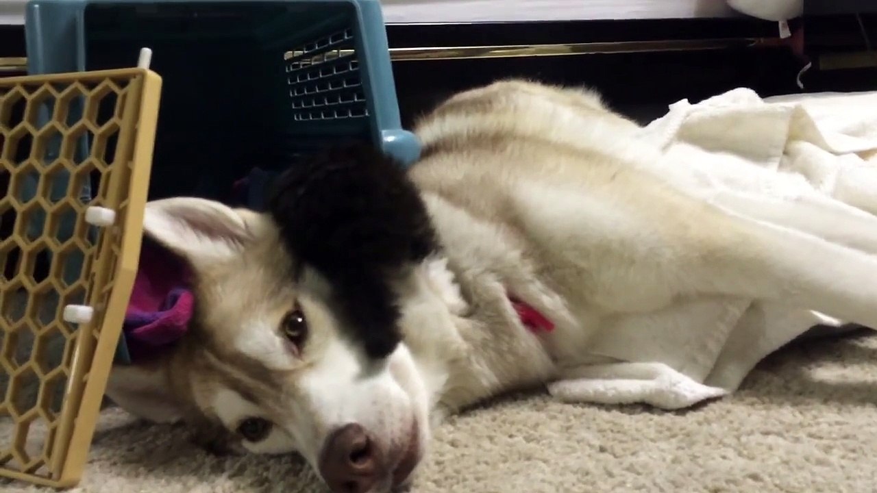 Une famille de husky adopte un adorable petit chaton