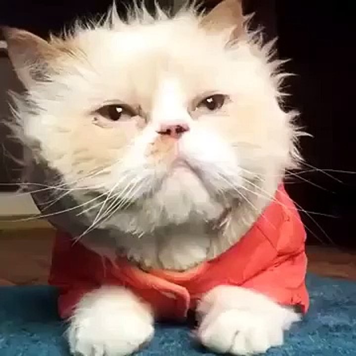 سٹائل