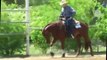 Reining Quarter horses for sale