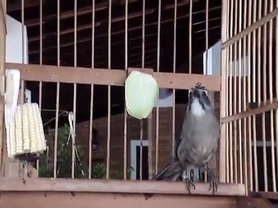 trinca ferro careca  super boiadeiro