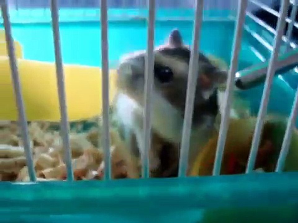 Hamster ruso (Hipo)