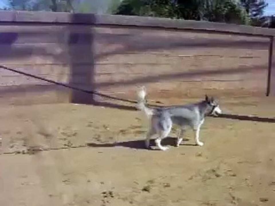 Husky walking a horse