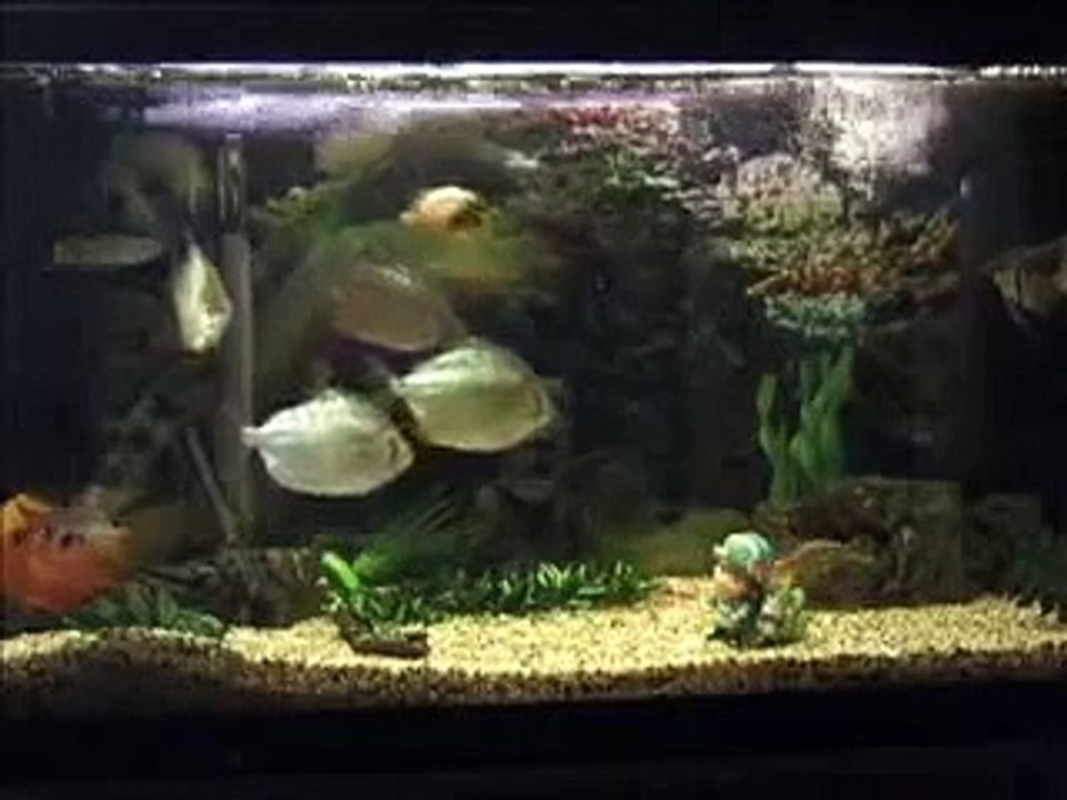 Chillout with fishies