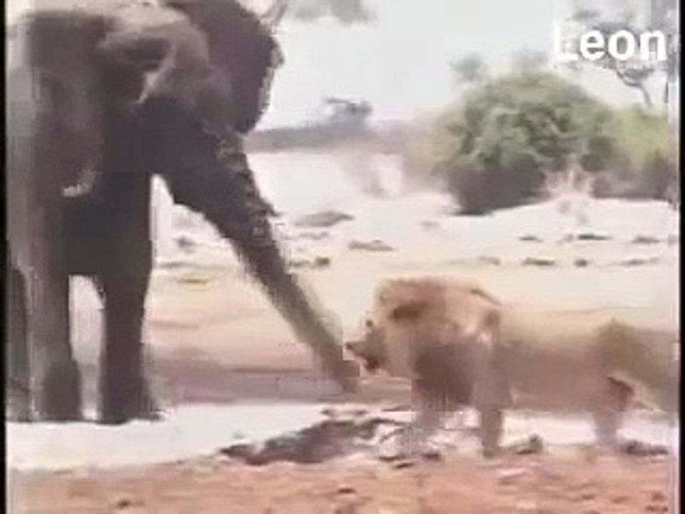 охота гиен на слона