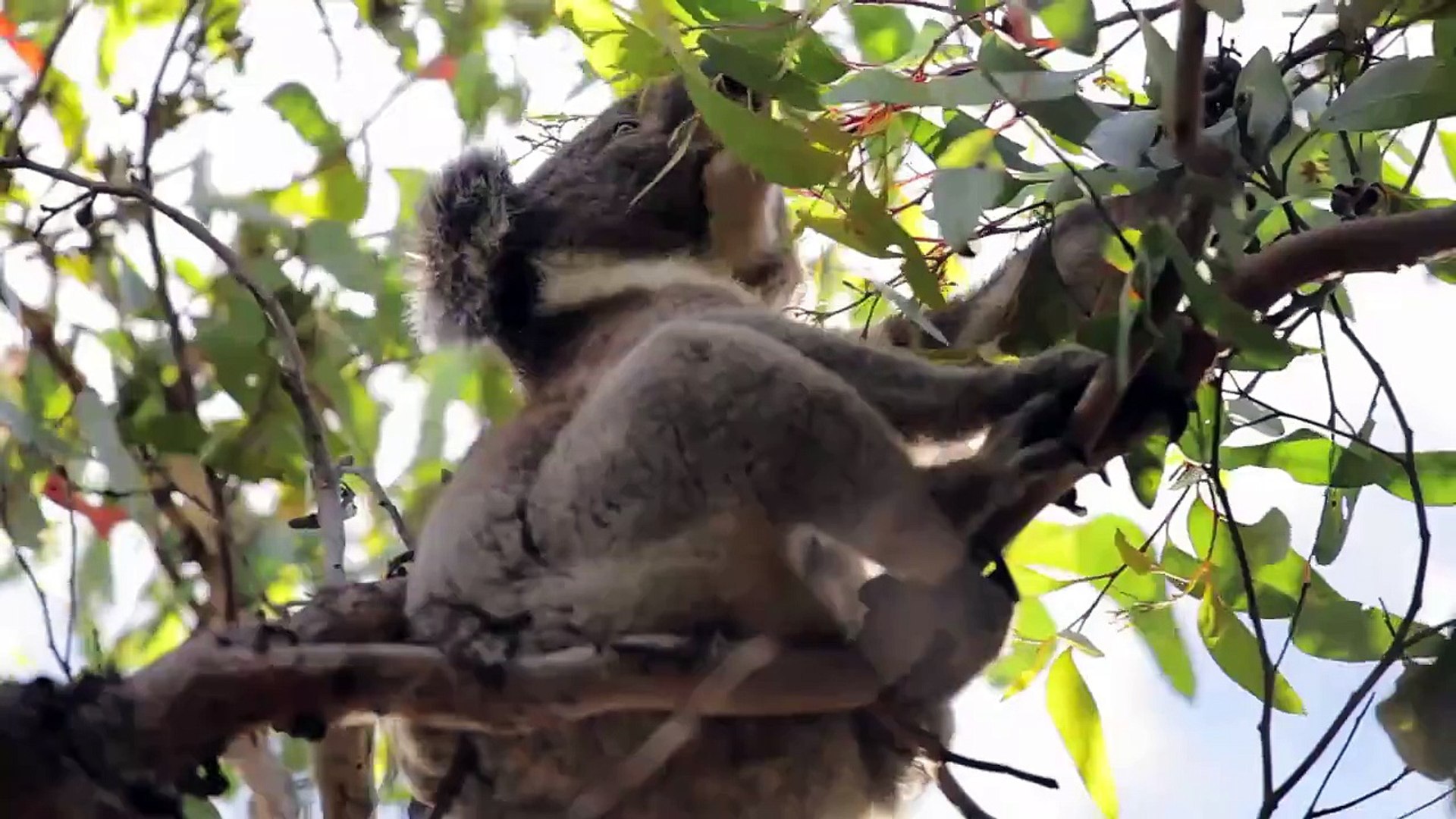 Koala and Kangaroo fighting