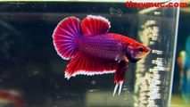 Vẻ đẹp của cá chọi - Beautiful of fighting fish