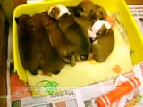 4 week old puppies having  first feed - Staffordshire bull terrier