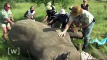 Gift gegen Nashorn-Wilderei | W wie Wissen | DAS ERSTE