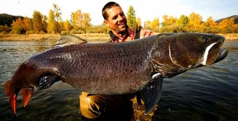 Canavar Balıklar: 14. Bölüm - Moğolistan'ın Korkunç Alabalıkları