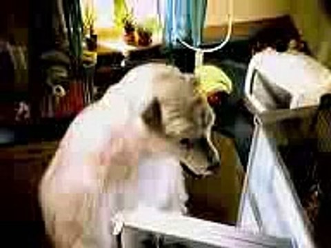 Oso Pedroso (Aceitunas y el Loro) Comercial Cerveza Polar