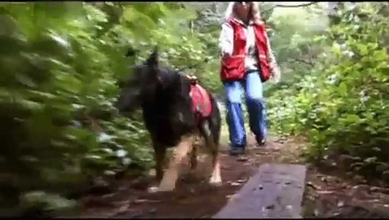 DOGS 101 - Papillon [ENG]