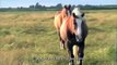 Stiftung für Tierschutz Hof Butenland Pferde