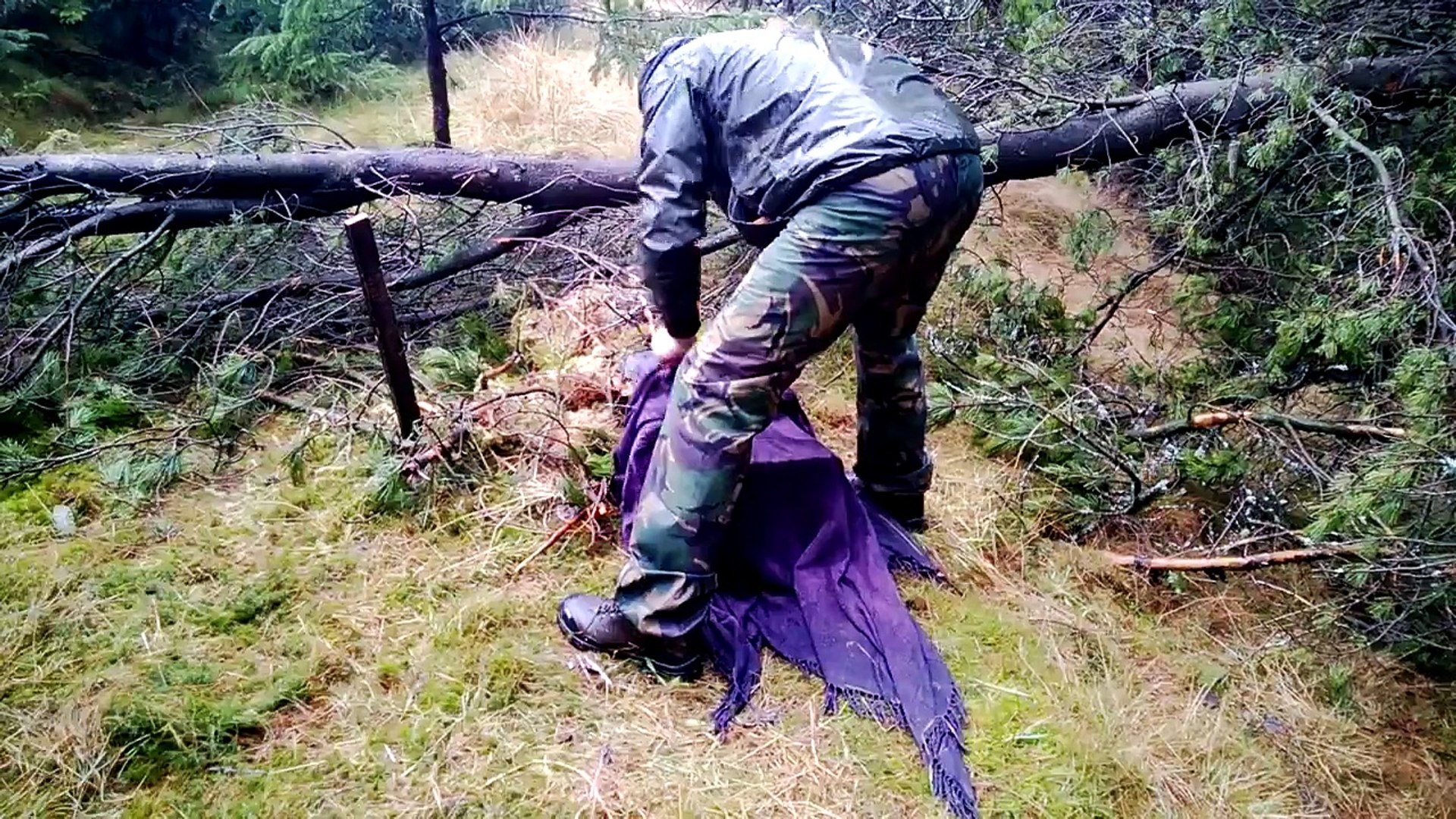 ⁣Scottish wildcat release- PTES UK mammals grant