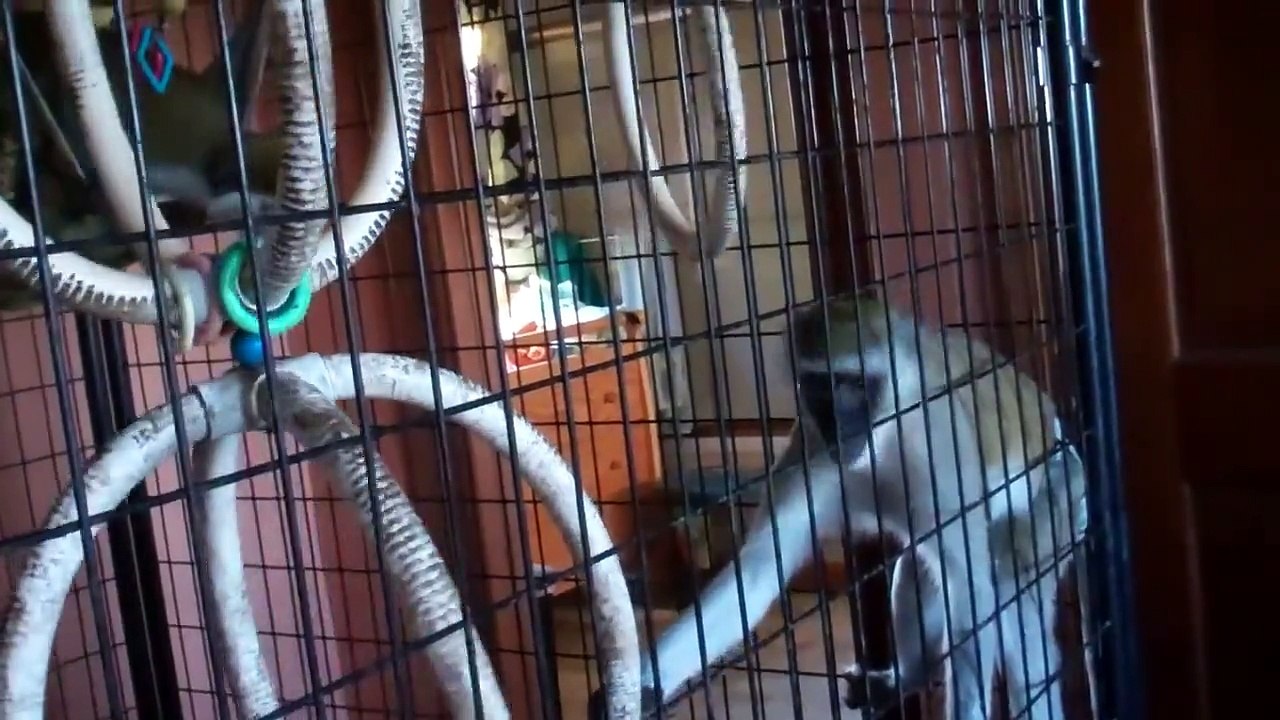 Ricky's Alert Call