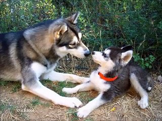 Mon film IL ETAIT UNE FOIS L EDEN VALLEY.wmv