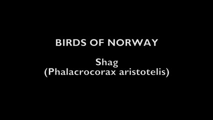 Din Tur presents the Birds of Norway - Shag - Varanger