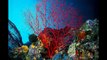 Coral Reef Ecosystems Disappearing