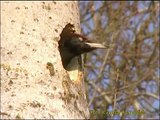 SPILLKRÅKA Black Woodpecker (Dryocopus martius)  Klipp - 75