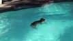 Dog Swims in Pool & Jumps Off Diving Board