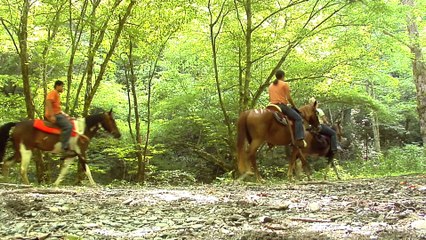 Tour America's Most Visited National Park