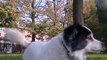 ADDIO SPIKE - Il Miglior Cane Del Mondo, Ora Il Migliore In Paradiso!!