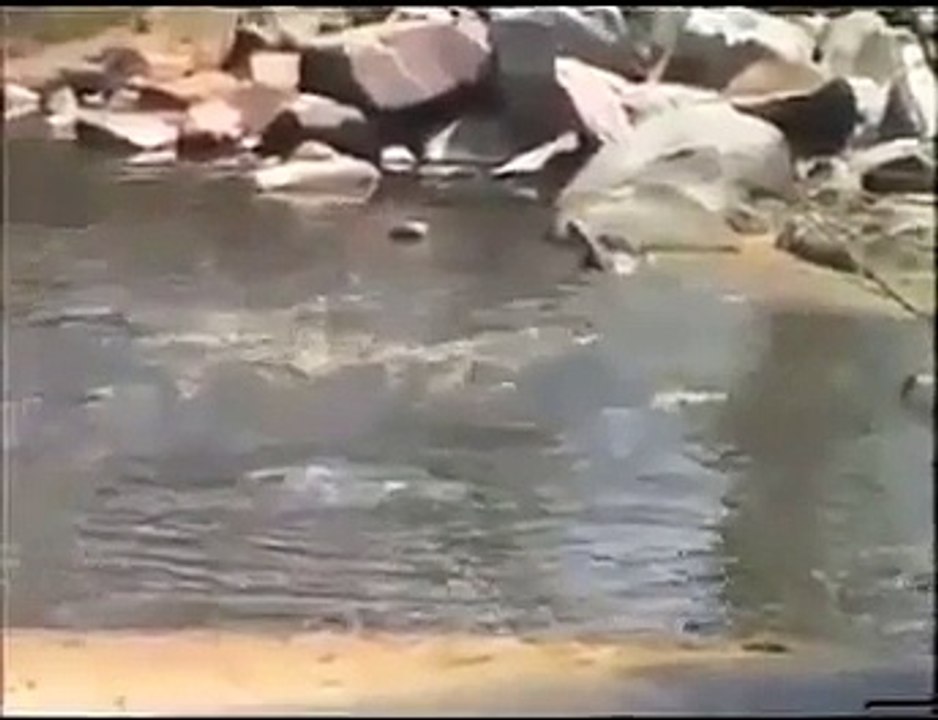 Natural Wild Life Wildebeest eaten by Crocodiles from Travel Kenya Travel