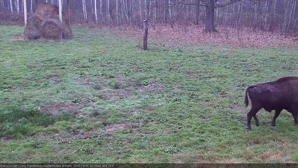 Żubry wracają do Puszczy