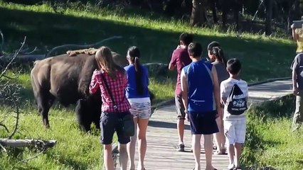 Как не нужно фотографировать диких животных