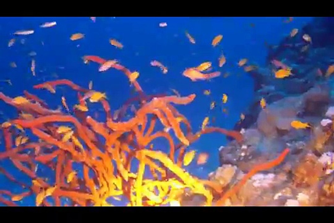 2015_Longimanus Teil1.movie.mobile