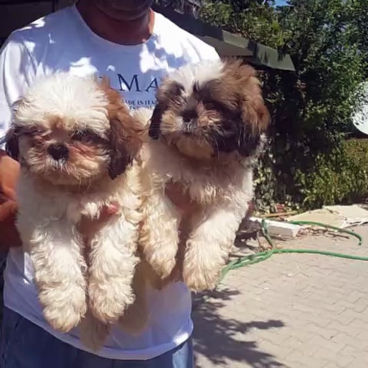 0534. 467.69. 79 satılık  shih Tzu yavruları