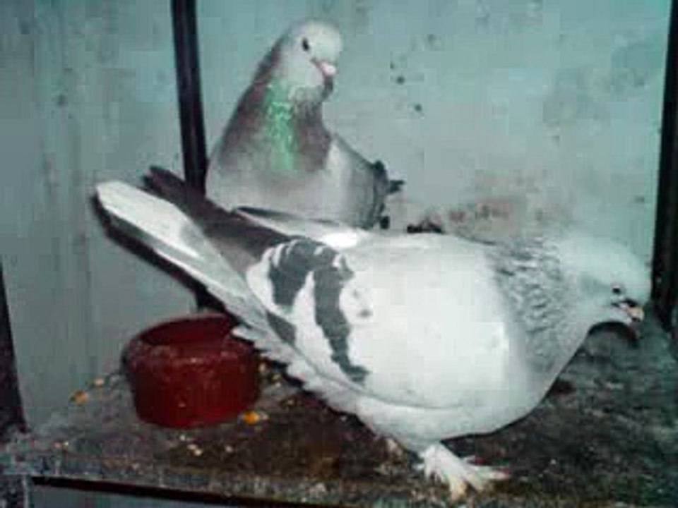 KURDISH PIGEON MARDIN KÜRT TAKLACI GÜVERCIN MISKIN HÜNKARI DÖNME PACALI SAPKALI