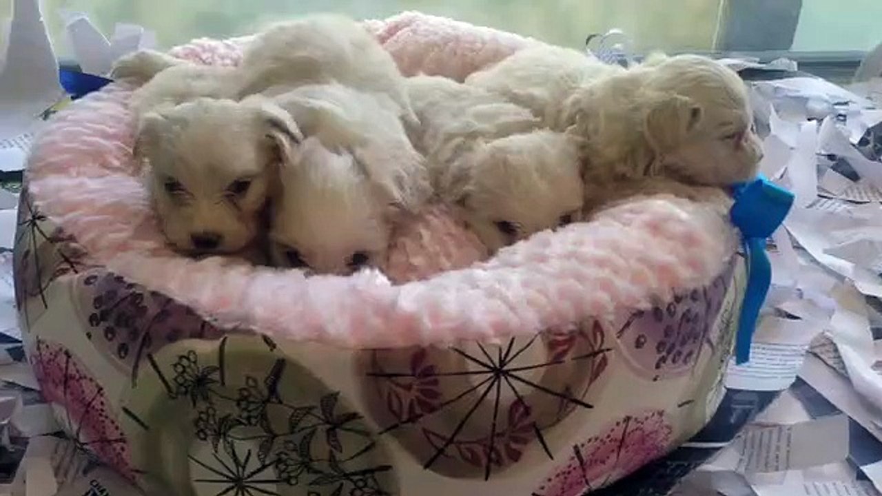 0534. 467 . 69 79 satılık maltese terrier yavruları tea cup ve 0 numara