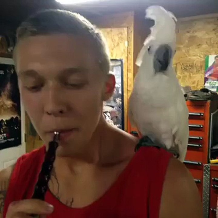 Bird Smokes Hookah Gets HIGH