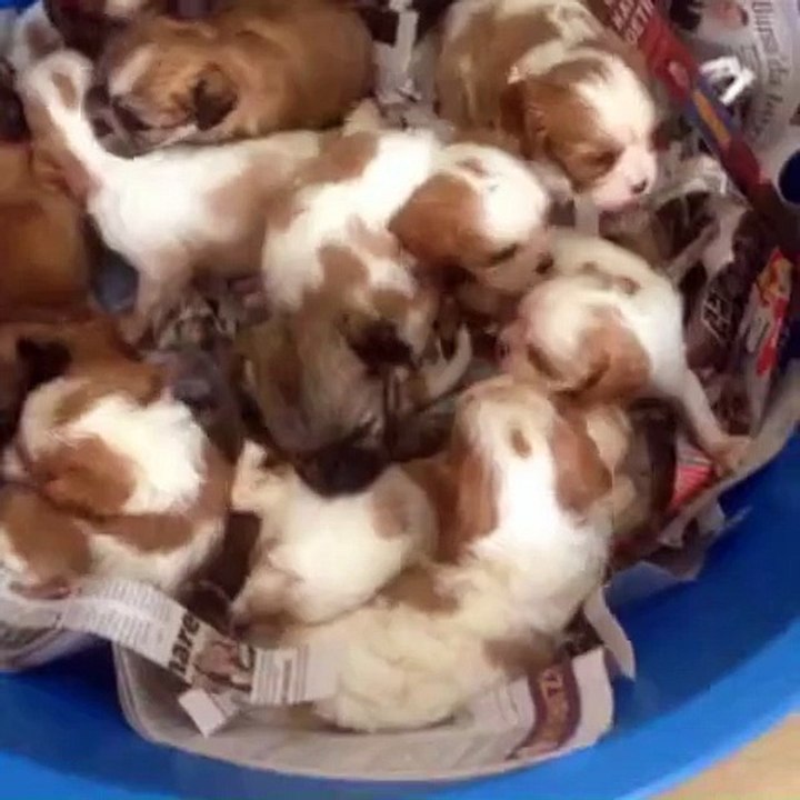 0534.467.69.79. satılık cavalier King Charles yavruları