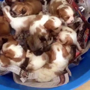 0534.467.69.79. satılık cavalier King Charles yavruları