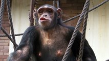 2011. 06. 27. simpanza Olgica - ZR - Beo Zoo Vrt