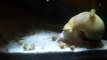 Gold Apple Snail Dad with Babies