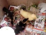 Rescued Muscovy Ducklings
