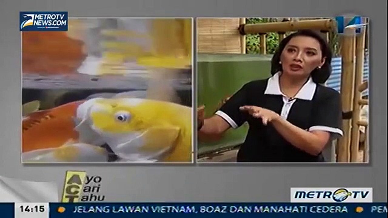 Budidaya Ikan Hias dan Aquaspace Full Video