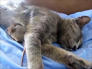 Super Mignon !! une souris chatouille un chat.wmv