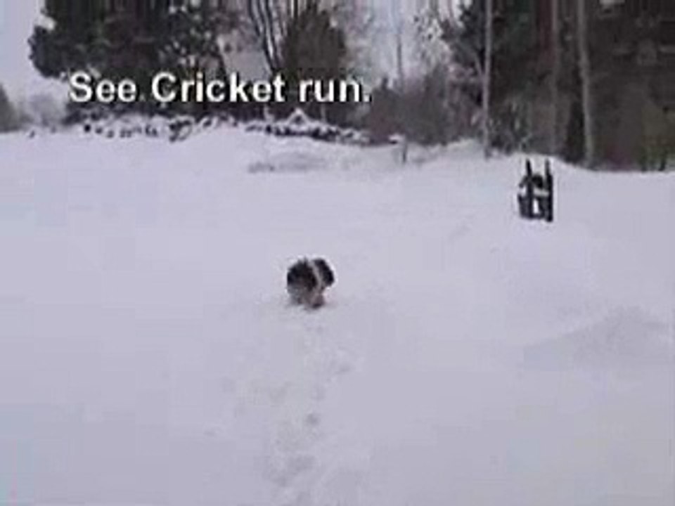 Cocker Spaniel Says Hello from Colorado
