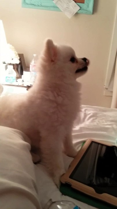 Epic Pomeranian Puppy sneeze (Original)