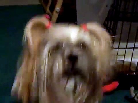2.8lb Maltese Dog Attacking 12lb Lhasa Apso & Lhasa Playing Fetch!