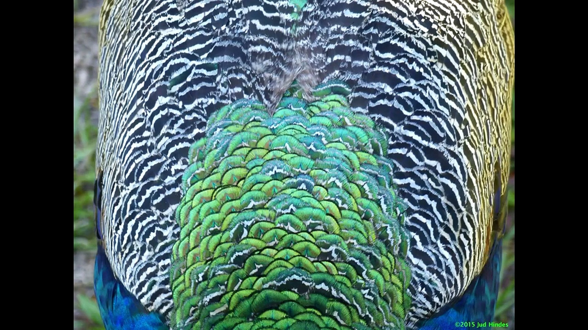 Peacock in the Yard