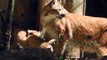 Familie Lux mit Nachwuchs - Merlin - Mia und den Kittens