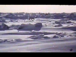 Larry Jones Epic Polar Bear Hunt