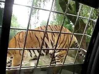 Tiger up close at Everland Safari Tour