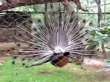 Peacock dance @ Mysore zoo